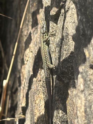 Common Wall Lizard