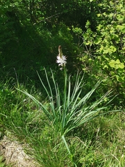 Asphodelus albus