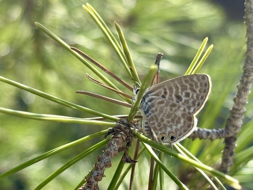 Lang's Short-tailed Blue