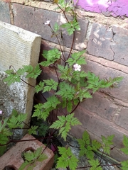 Geranium robertianum