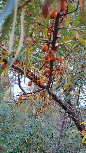 Sea-buckthorn