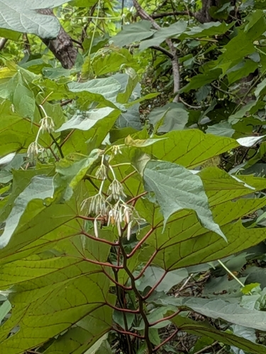 Alangium chinense observed 2026-10-04