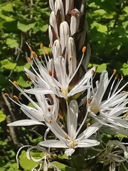 Asphodelus albus