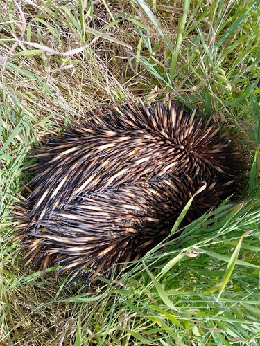 Short-beaked Echidna