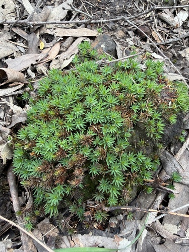 Dawsonia longiseta