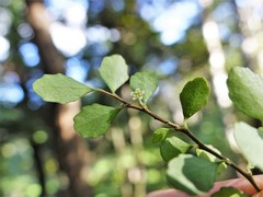 Melicytus micranthus