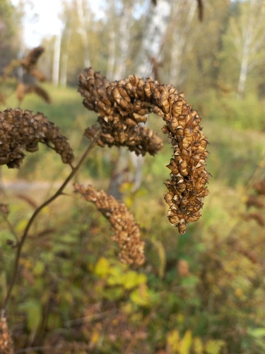 Actaea cimicifuga observed 2026-09-13