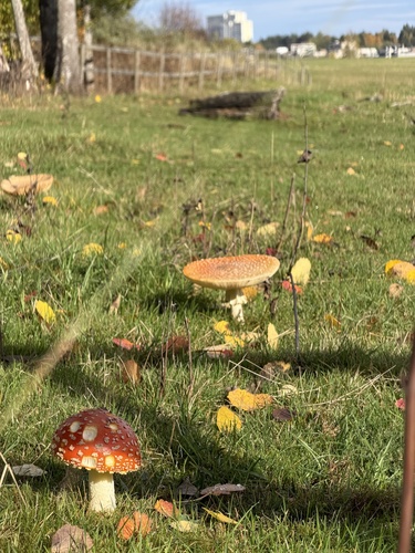 Fly Agaric