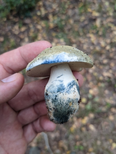 Cornflower Bolete