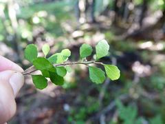 Melicytus micranthus