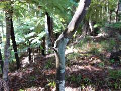 Melicytus micranthus