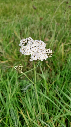 common yarrow