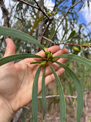 Persoonia falcata observed 2026-09-30