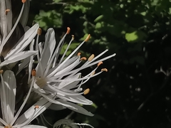 Asphodelus albus