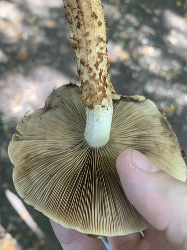 shaggy scalycap