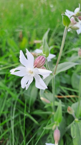 white campion
