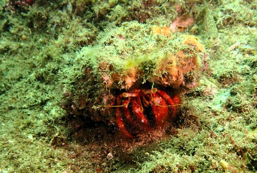 Dardanus crassimanus observed 2026-09-29