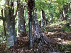 Melicytus micranthus