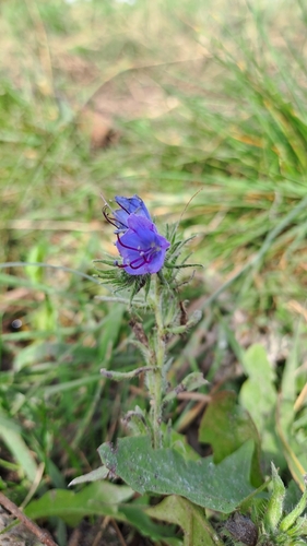 viper's-bugloss