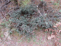 Cotoneaster simonsii