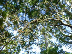 Melicytus micranthus