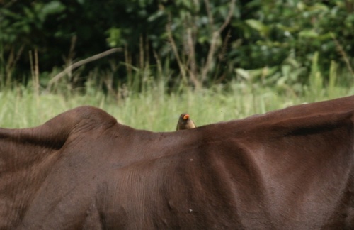Yellow-billed Oxpecker