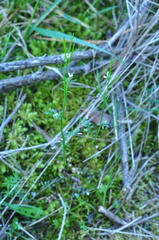 Cardamine oligosperma