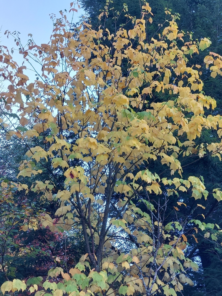 A young maple almost wholly pale yellow, a few leaves reddening, against dark spruce.