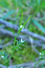 Cardamine oligosperma