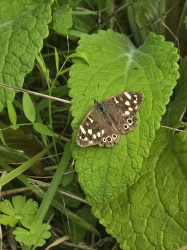 Speckled Wood