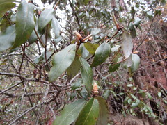 Rhododendron triflorum
