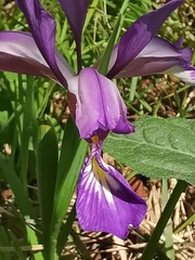 Iris graminea