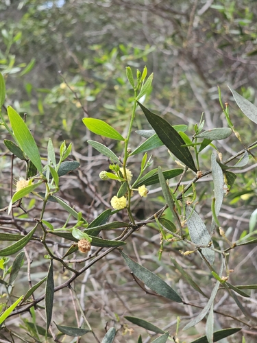 Acacia verniciflua observed 2026-10-04
