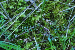 Cardamine oligosperma