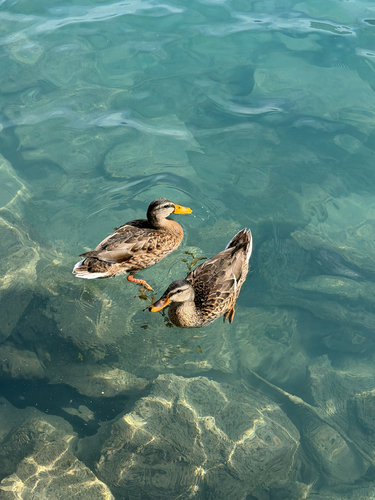 Mallard
