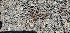 Pogonomyrmex occidentalis