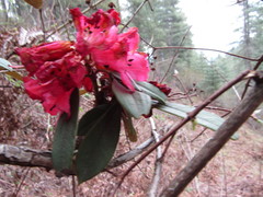 Rhododendron arboreum