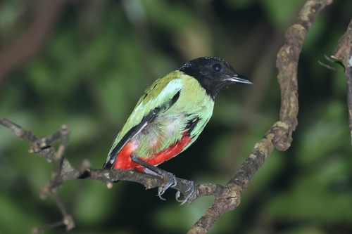 Pitta sordida observed 2026-09-23