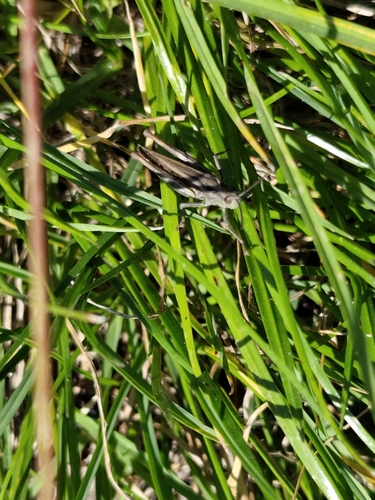 Common Field Grasshopper