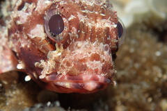 Scorpaena