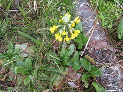 Primula florindae