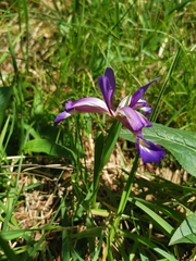 Iris graminea