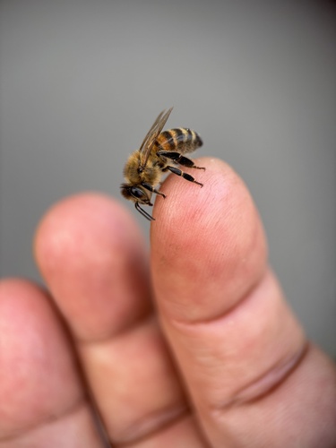 Western Honey Bee