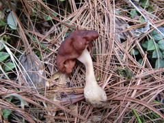 Gyromitra