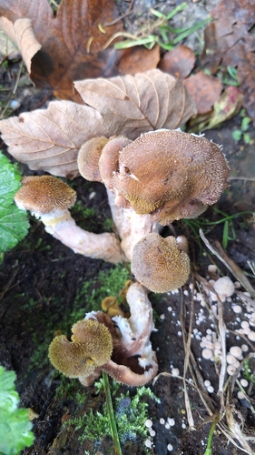 Bulbous Honey Fungus