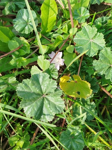dwarf mallow
