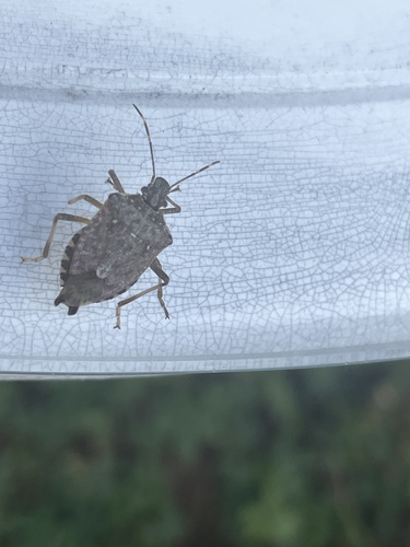 Brown Marmorated Stink Bug