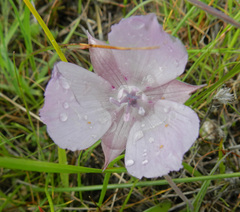 Calochortus uniflorus