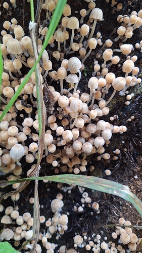 Trooping Crumble Cap