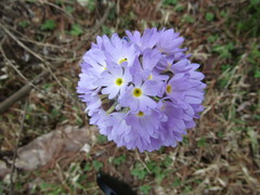 Primula denticulata